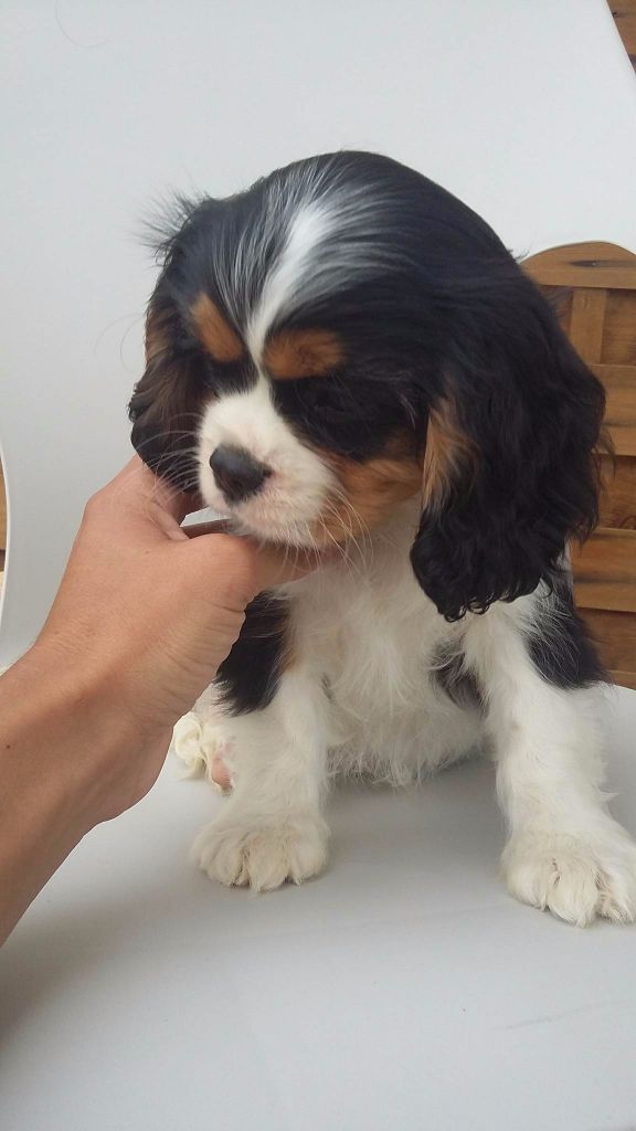 Endemik - Chiots disponibles - Cavalier King Charles Spaniel